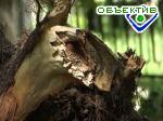 Article Все харьковские деревья проверят на прочность