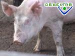 Article В Украине резко сокращается производство мяса