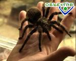 Article Харьковский зоопарк устроит праздник в честь островных животных