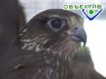 Article В Харьковский зоопарк привезли 46 контрабандных соколов