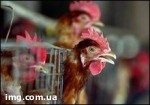 Article Птичий грипп добрался до границ Украины