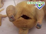 Article Через две недели украинские птицефабрики могут остановиться
