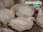 Article Из-за птичьего гриппа в Харьковской области увеличили количество ветеринарных экспертиз