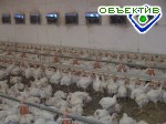 Article Эпидемиологического распространения вируса “птичьего гриппа” на сегодняшний день нет