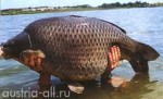 Article В Харьковской области рыбохрана зафиксировала более тысячи нарушений правил рыбной ловли