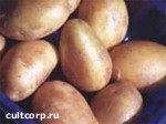 Зображення до:  Картофель может подорожать