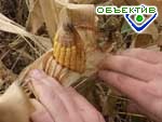 Article В Харьковской области начали сеять кукурузу