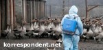 Article Случаев заражения людей птичьим гриппом в Украине нет