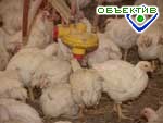Article Украинские ветеринары обнаружили антитела к возбудителю птичьего гриппа