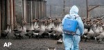 Article На птицефабриках в Крыму подтвержден диагноз «птичьего гриппа»