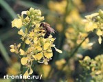 Article Средняя урожайность рапса в Харьковской области составила 9,8 ц/га