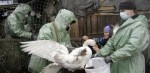 Article В Алуште и Партените зафиксирована вспышка птичьего гриппа