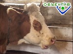 Article Минэкономики: Украина будет расширять рынки сбыта мясо-молочной продукции