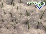 Article В Украине от морозов озимые практически не пострадали
