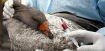 Article Украина получила от Китая два комплекта образцов вакцины против птичьего гриппа