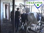 Зображення до:  В прошлом году в Харьковской области увеличилось производство молока