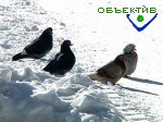 Article Синоптики прогнозируют холодный март и позднюю весну