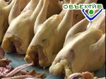 Article Кабмин решил увеличить дотацию на мясо сданной на переработку птицы
