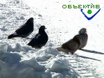 Article На выходных в Харькове – мокрый снег с дождем