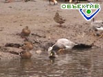 Article Харьковский зоопарк встречает пернатых друзей