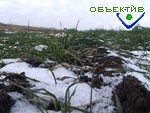 Article Виктор Зверев: Урожай озимых в области нельзя спрогнозировать