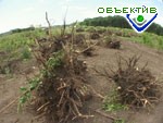 Article В Харькове появится 20 тысяч новых кленов, берез и лип