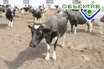 Article В первом квартале в 11-ти районах Харьковской области сократилось количество коров