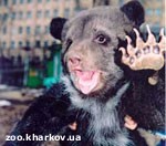 Article В Харьковском зоопарке родился медвежонок Бумер