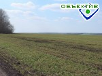 Article В Харьковской области посеяли всю сахарную свеклу