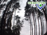 Article В Харьковской области хотят возродить школьное лесничество