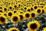 Article В Харьковской области начали сеять подсолнечник