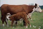 Article В области на 7,3 тыс. голов увеличилось поголовье крупного рогатого скота