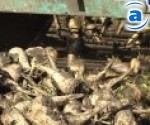 Article Хозяйства, которые сеют сахарную свеклу, получат финансовую поддержку
