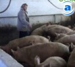 Article Новый свинокомплекс появится в Двуречанском районе