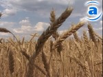 Article Министр агрополитики Украины удовлетворен посевной