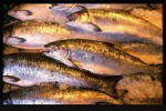 Article В апреле в Харьковской области выловлено почти 6 тонн рыбы