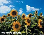 Article Аграрии Харьковщины закончили сеять подсолнечник