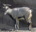 Article В Харьковском зоопарке пополнение у гривистых баранов и бизонов