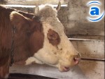 Article Россия может вновь запретить поставки молокопродукции с Украины