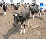 Article В Украине сократилось поголовье коз и коров
