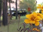 Article Сегодня украинцы переживут самый длинный день в году