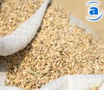 Article Жара не вредит будущему урожаю