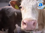 Article Кабмин ввел минимальные закупочные цены на молоко