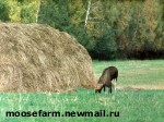Article Из-за детской шалости селяне обеднели на шесть тонн сена