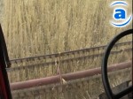 Article Урожайность пшеницы будет 32 центнера с гектара, считают ученые