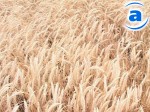 Article Самая высокая урожайность ранних зерновых в Кегичевском районе