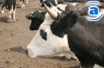 Article В Харьковской области растет поголовье крупного рогатого скота