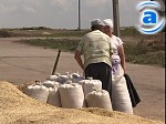Article Три четверти зерна нового урожая – продовольственное