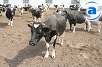 Article В Харьковской области коров – все меньше, а молока – все больше