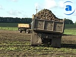 Article Сахарозаводы готовы к приему сахарной свеклы